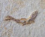 Leptolepides sprattiformis (BLAINVILLE 1818) - Bild © FossNet FossilienStore